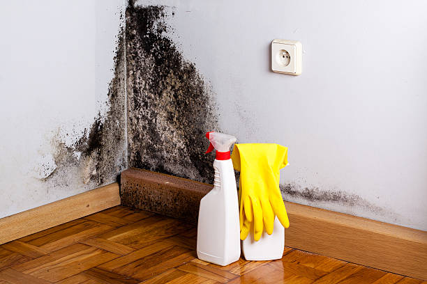 Best Mold Removal for HVAC Installations  in Hunter, TN